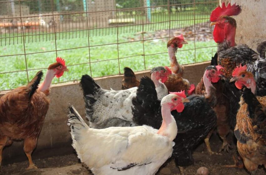  Colombia erradica la totalidad de los focos de influenza aviar