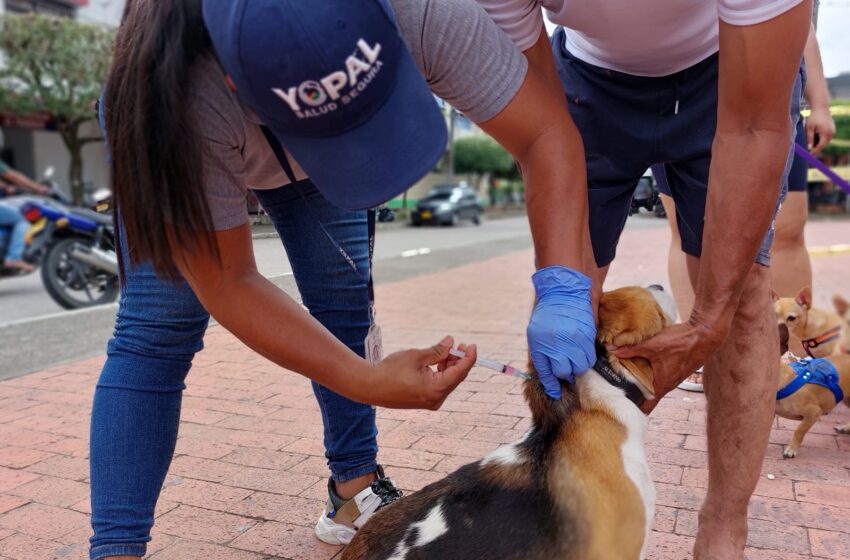  Más de 19 mil  mascotas vacunadas en lo que va corrido del 2023 en Yopal