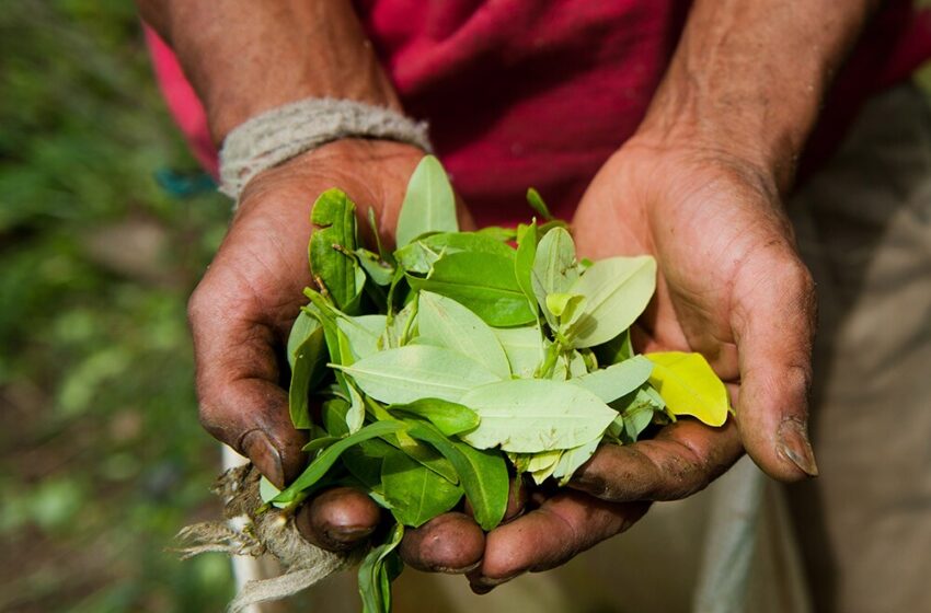  MinAgricultura e ICA otorgan el primer registro de abono orgánico con composición de hoja de coca