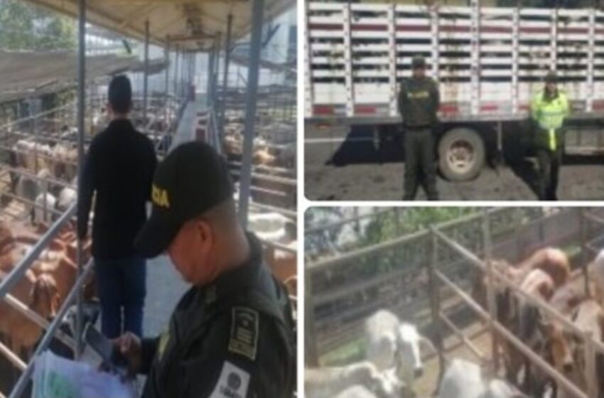  Autoridades incautaron más de 2.500 animales para proteger la sanidad pecuaria del país