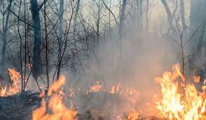  Fenómeno del Niño: Atención de las autoridades a incendios forestales, en la lupa de la Procuraduría