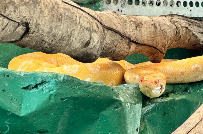  Anaconda verde única en Colombia y rescatada por Cormacarena, está en el Bioparque Los Ocarros