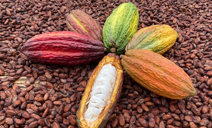  Gobernación seguirá insistiendo en la denominación de origen del cacao araucano