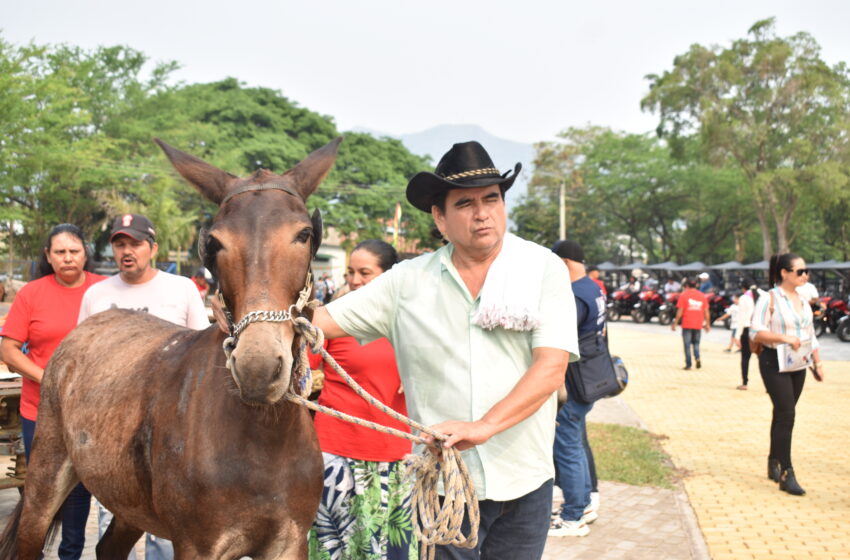  Alcaldía publicó beneficiarios para la adopción de equinos