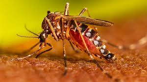  Alerta en Yopal ante incremento de casos de Dengue