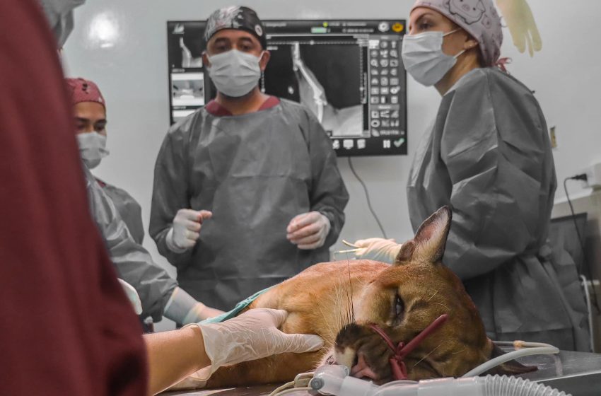  Veterinarios salvaron la vida de un puma con fractura en su tibia izquierda