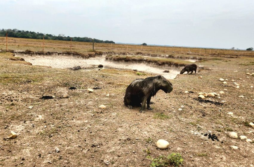  El ‘Súper Niño’ ya llegó a Casanare: amenaza con convertirse en el más fuerte de los últimos 70 años